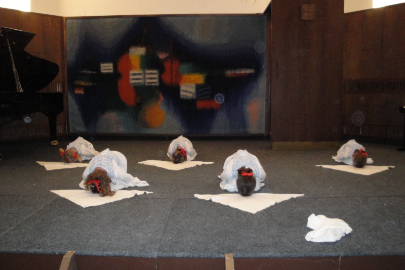 Představení hudebního oboru 2010